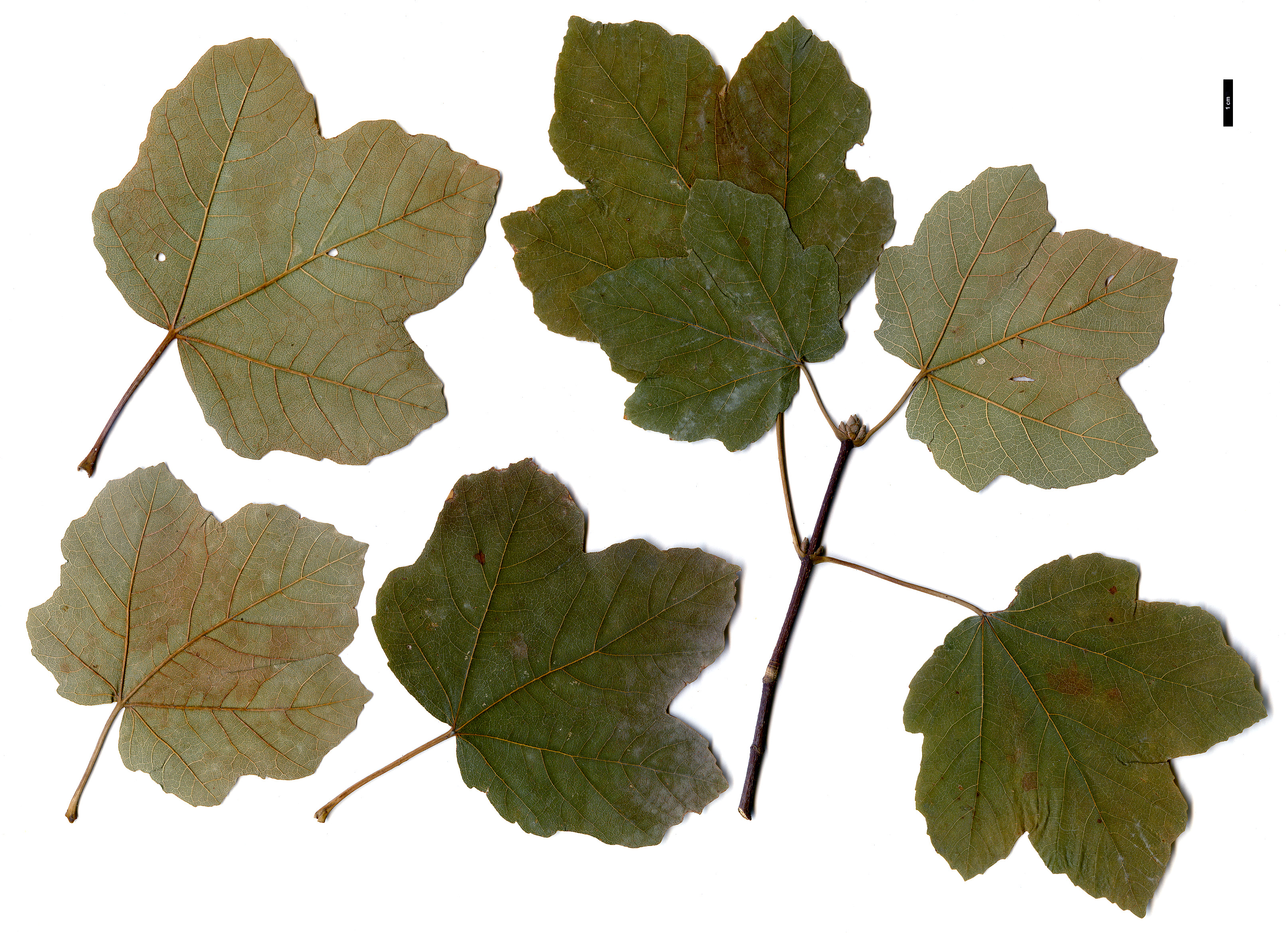 High resolution image: Family: Sapindaceae - Genus: Acer - Taxon: opalus - SpeciesSub: subsp. opalus